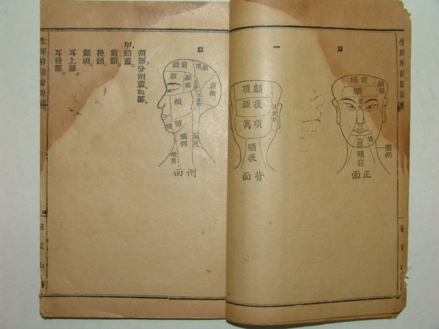 생리해부도(生理解部圖)1책