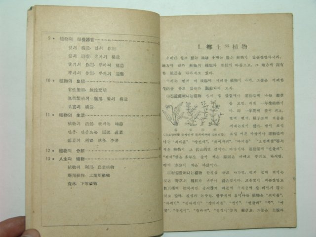 1946년 중등식물(中等植物)