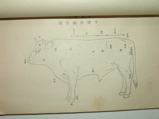 1932년 실천수의학대의(實踐獸醫學大要)