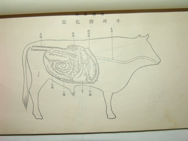 1932년 실천수의학대의(實踐獸醫學大要)