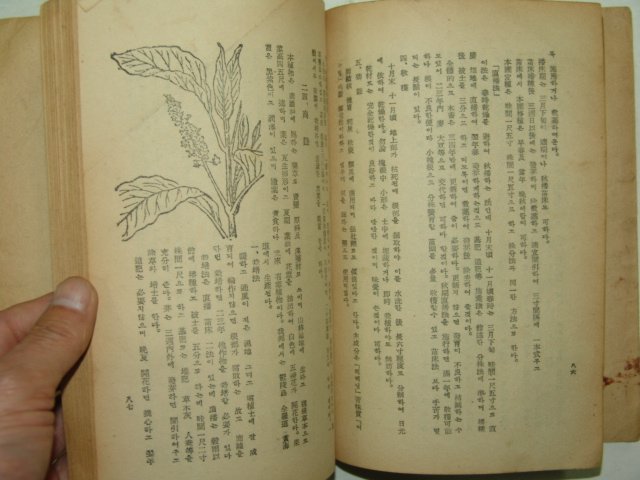 1961년 약용식물재배법(藥用植物栽培法)