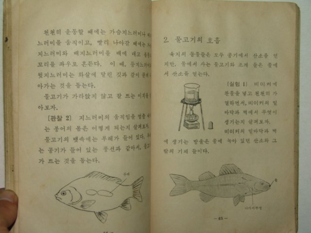 1969년 자연 5-1