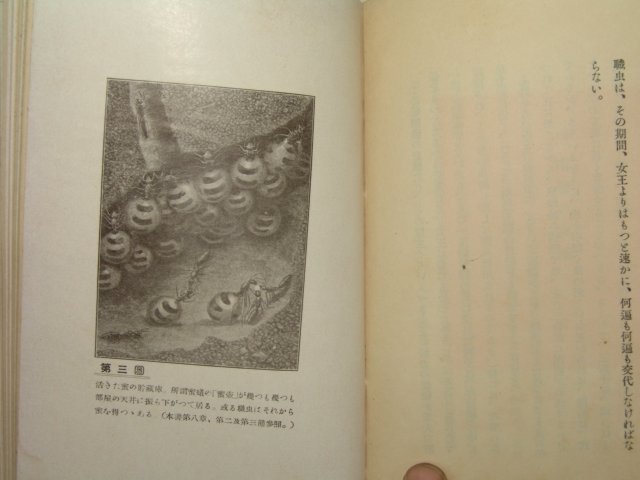 1924년 日本刊 개미의 사회생활