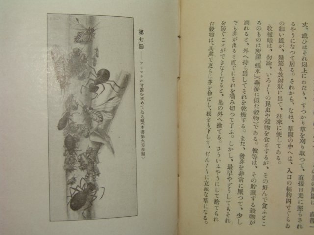 1924년 日本刊 개미의 사회생활