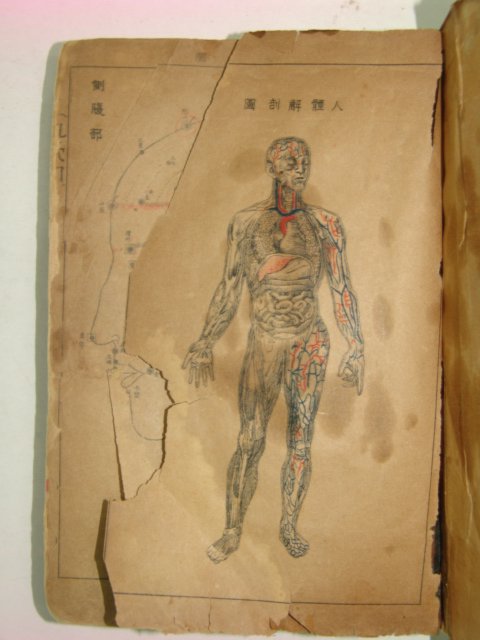 1943년 경성刊 침구대성(鍼灸大成) 1책완질