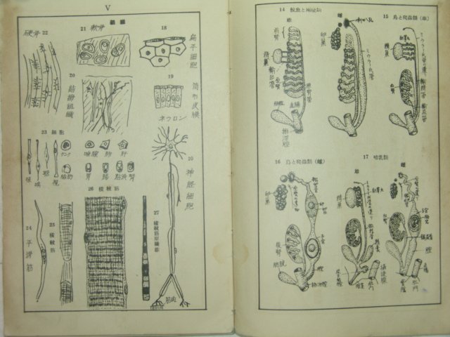 1934년 日本刊 도설(圖說)석천동식물학개론도보