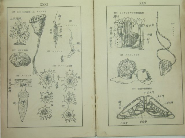 1934년 日本刊 도설(圖說)석천동식물학개론도보