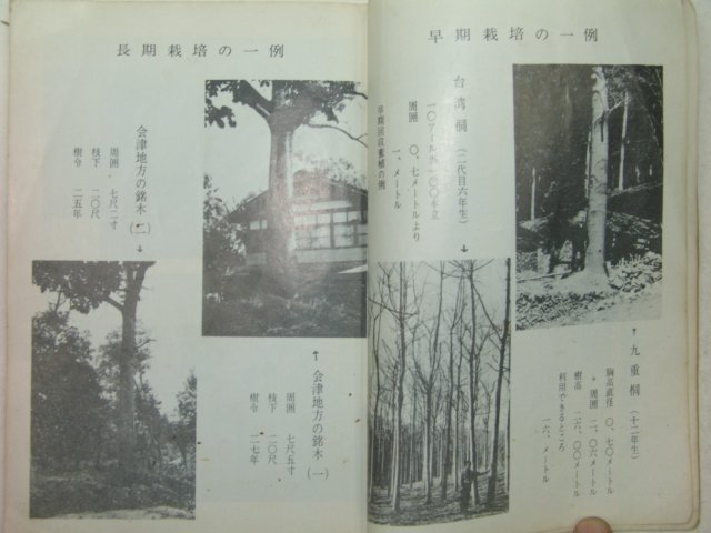 1974년 산림(山林)임업관련 오동나무