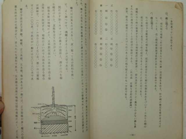 1974년 산림(山林)임업관련 오동나무