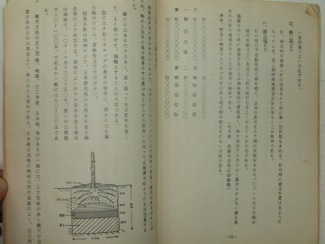 1974년 산림(山林)임업관련 오동나무