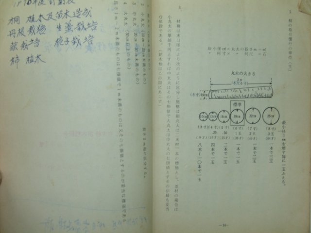 1974년 산림(山林)임업관련 오동나무