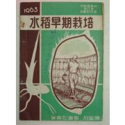 1963년 수도조기재배(水稻早期栽培)