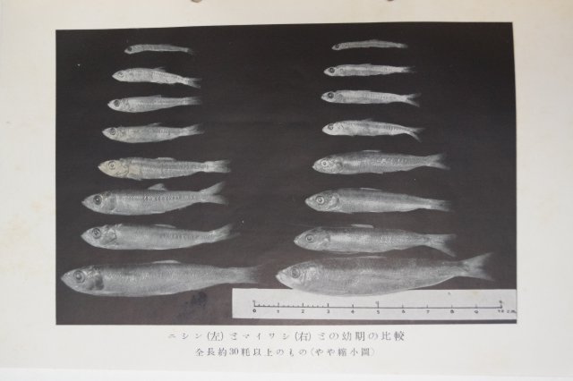 1942년 조선연안 생태급채식보호