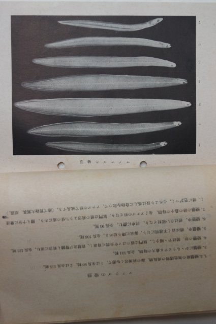 1942년 조선총독부 고기생활