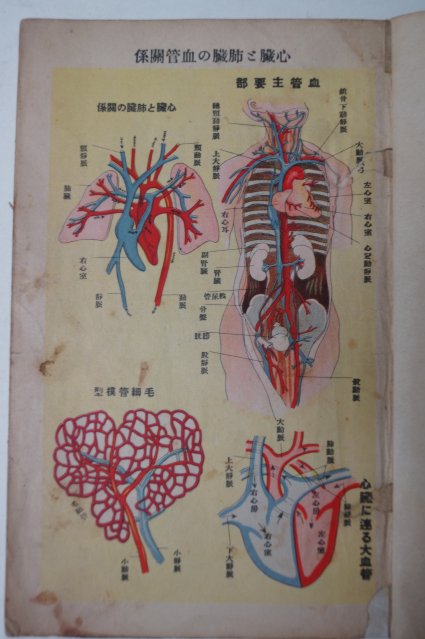 일제시기 칼라판 인체구조도