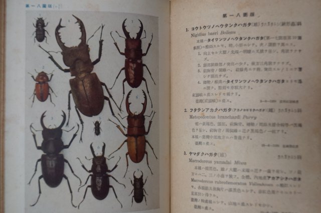 1944년 日本刊 원색 갑충도보(甲蟲圖譜) 곤충관련