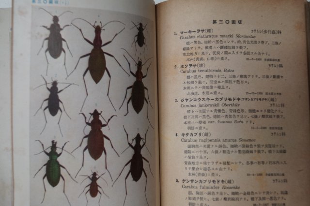 1944년 日本刊 원색 갑충도보(甲蟲圖譜) 곤충관련