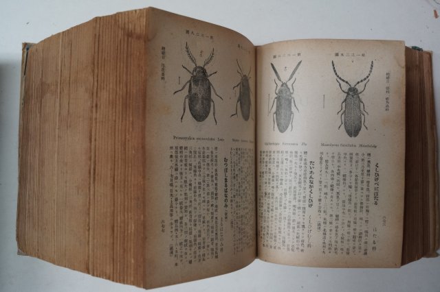 일제시기 일본곤충도감(日本昆蟲圖鑑)