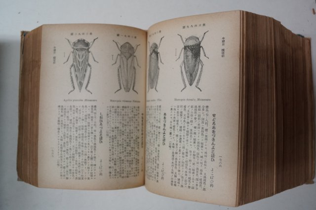 일제시기 일본곤충도감(日本昆蟲圖鑑)