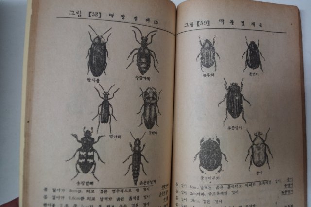 1949년 최기철(崔基哲) 보통동물오백종수록 학생 동물도보(動物圖譜)