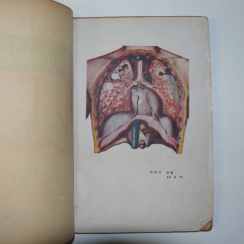1958년 김사달 최신인체해부도보 1책완질