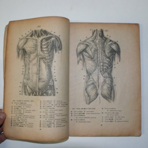 1958년 김사달 최신인체해부도보 1책완질