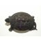 연대가좋은 청동으로된 거북이 조각상