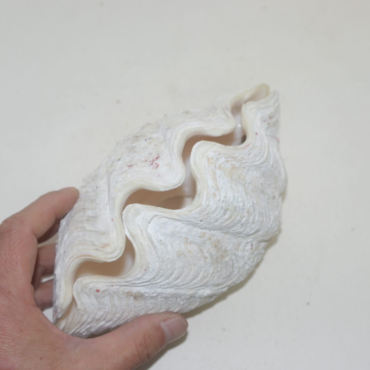 대형크기의 조개껍질