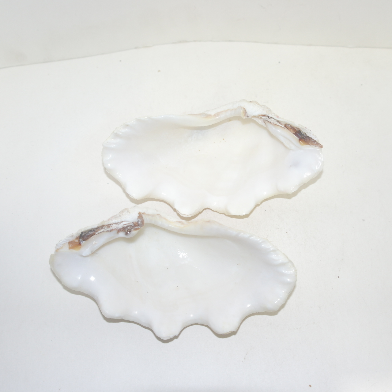 대형크기의 조개껍질