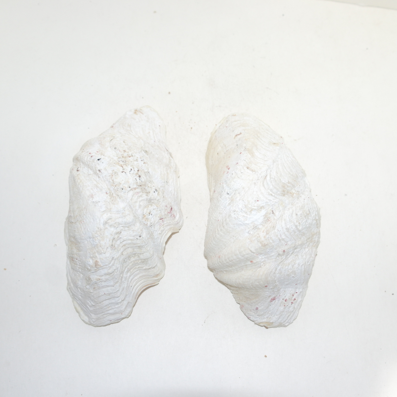 대형크기의 조개껍질