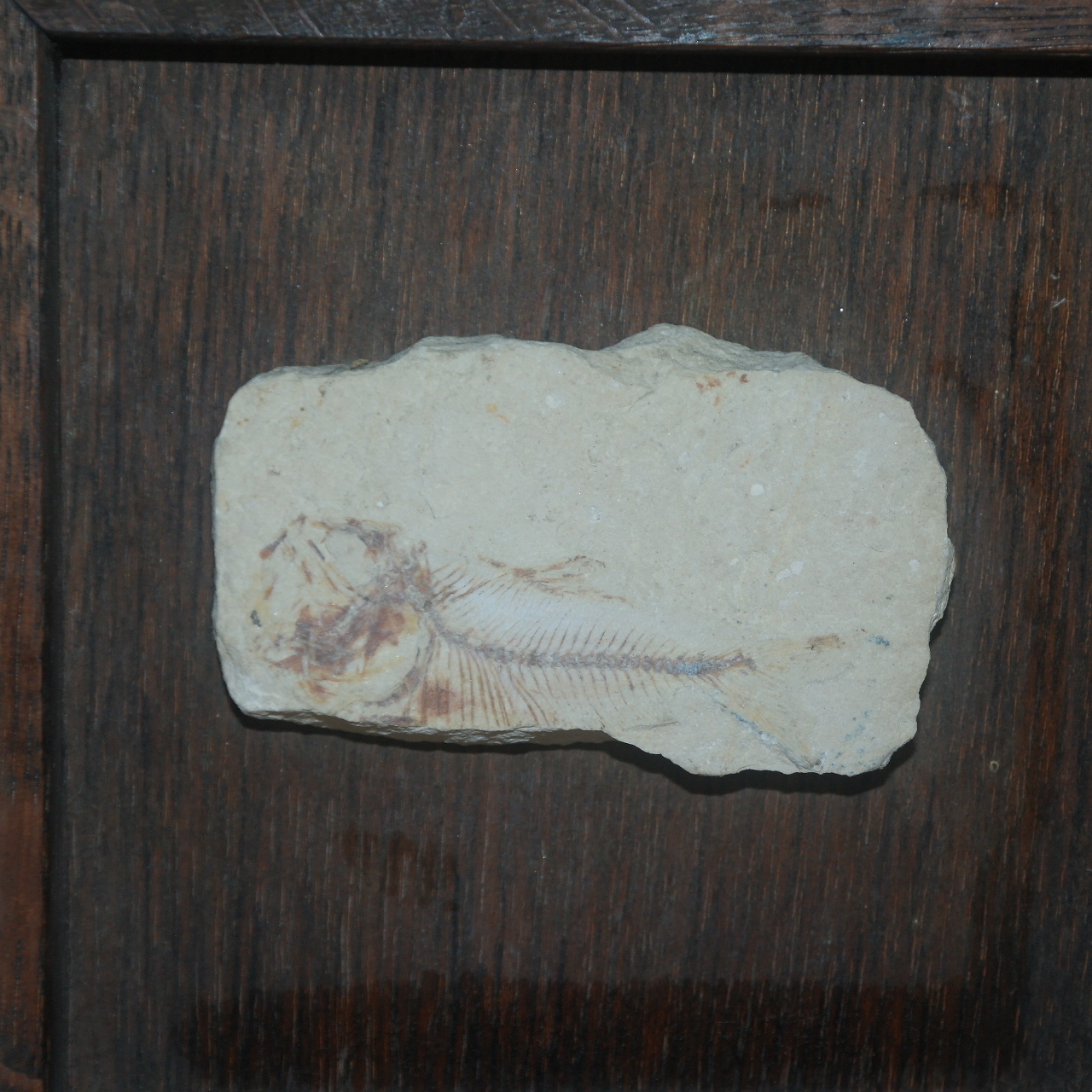 원목나무 액자에 원석 물고기 화석