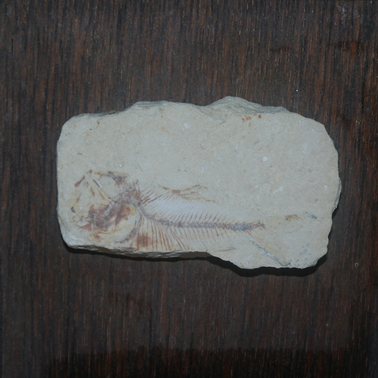 원목나무 액자에 원석 물고기 화석