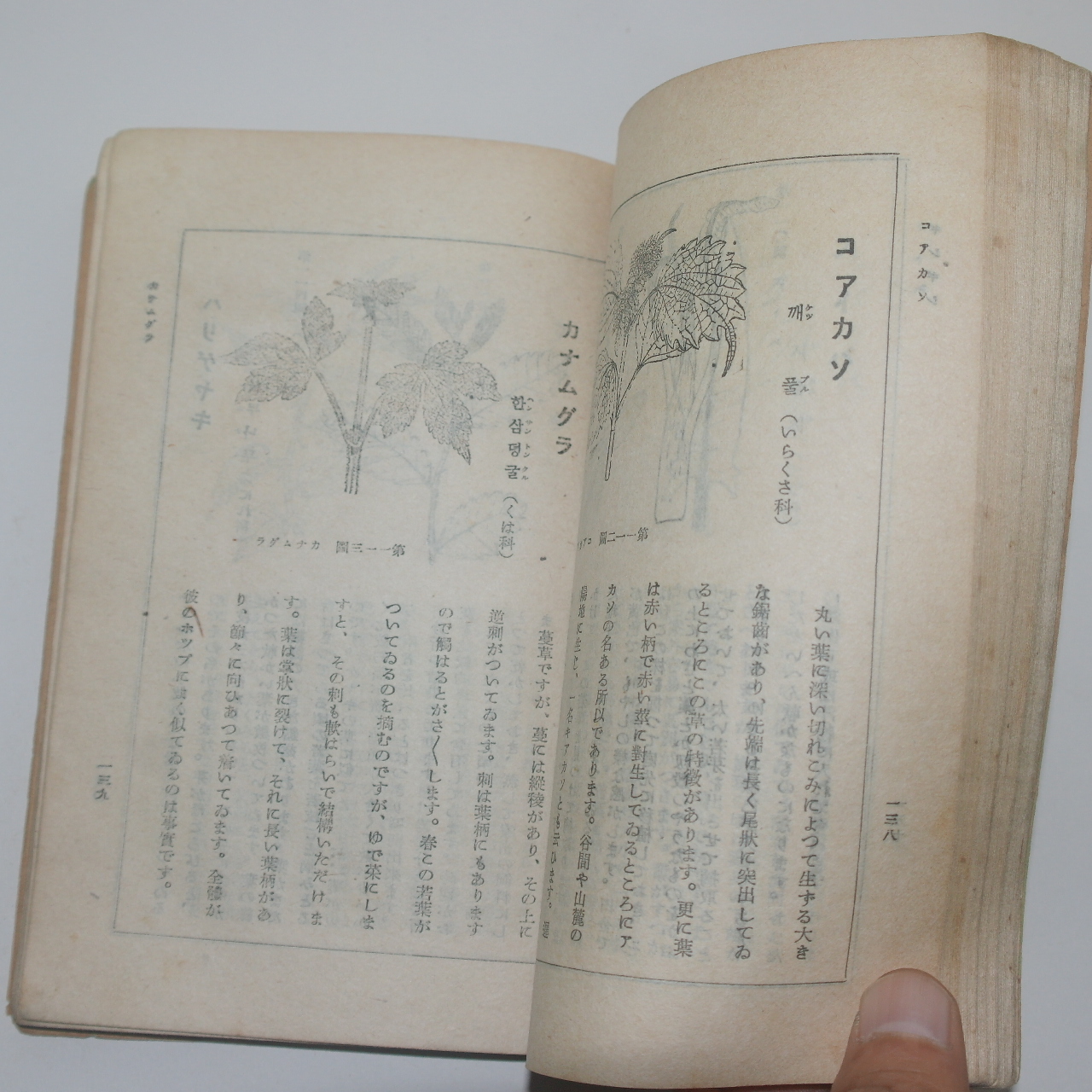 1944년(소화19년) 조선도서간행 도해 식용야초(食用野草)