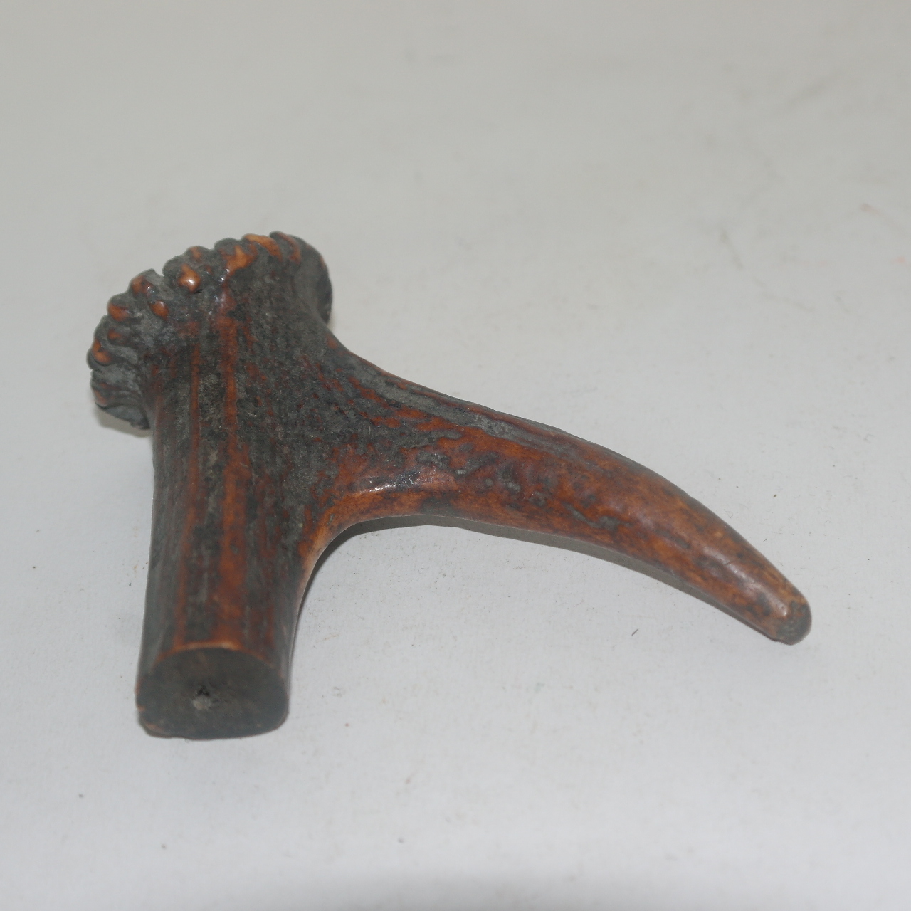 연대가좋은 동물의 뿔