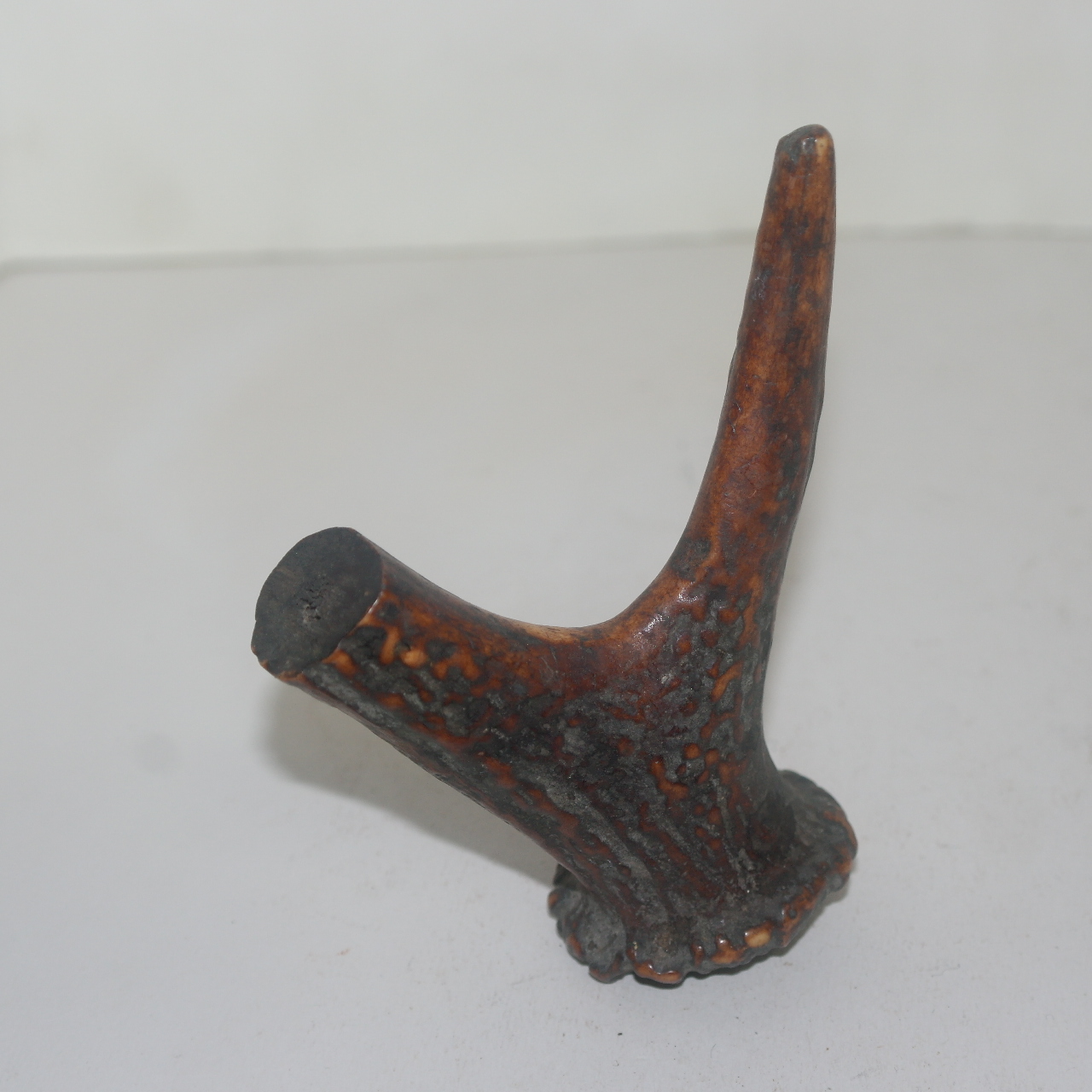 연대가좋은 동물의 뿔