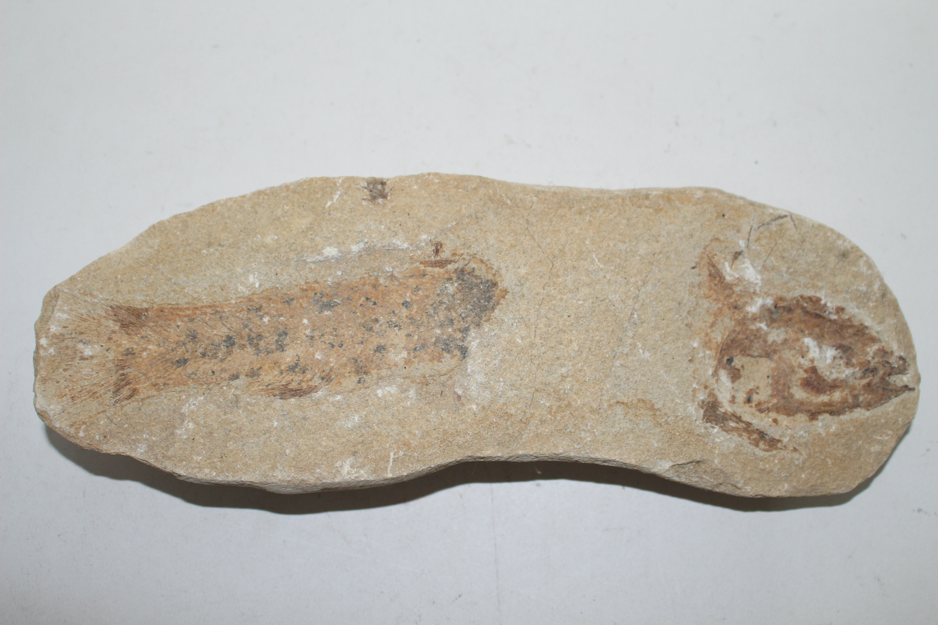 신생대전후 시기의 물고기 화석