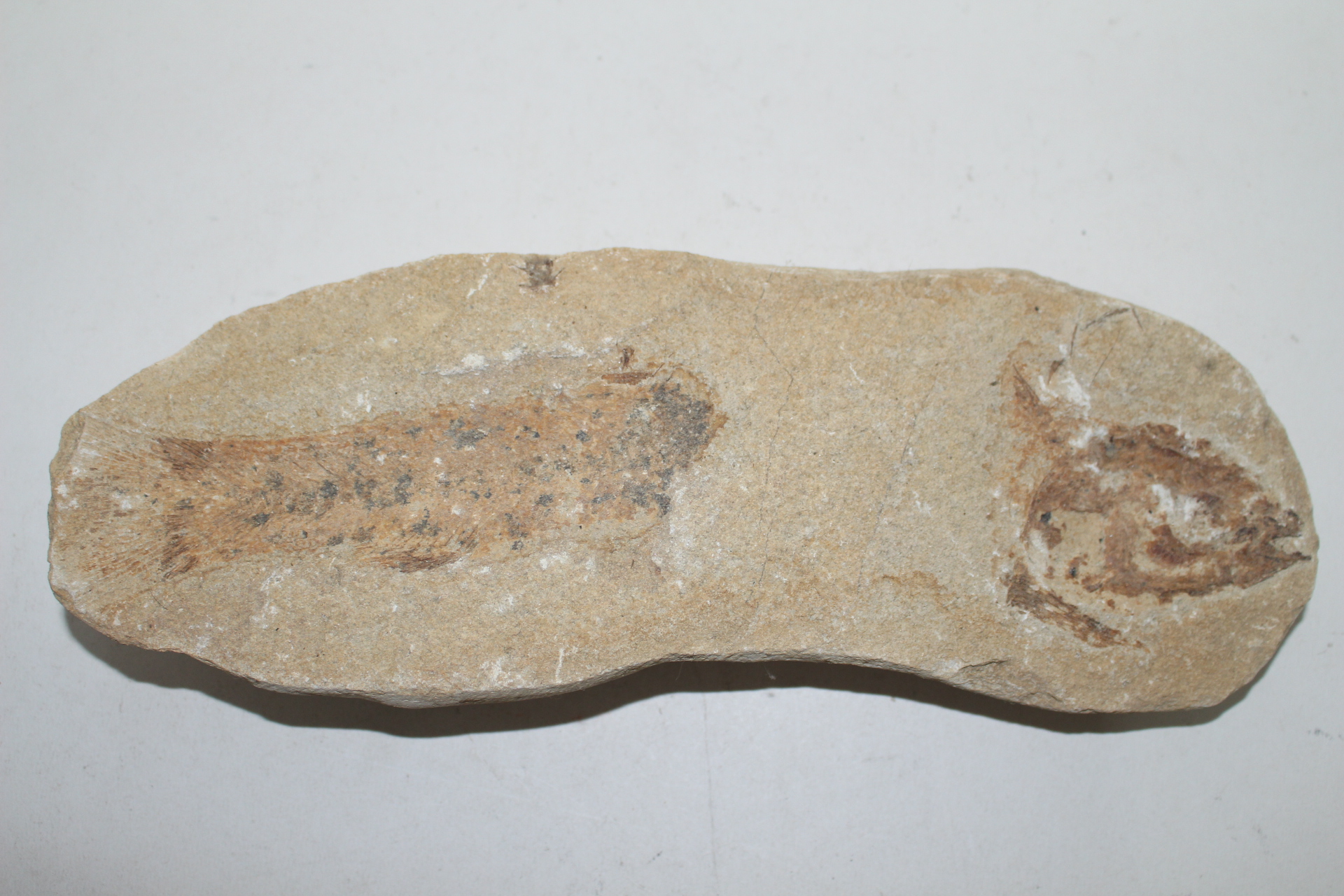 신생대전후 시기의 물고기 화석