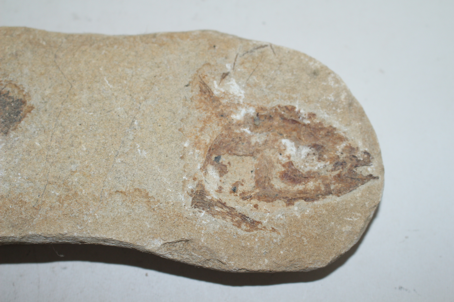 신생대전후 시기의 물고기 화석