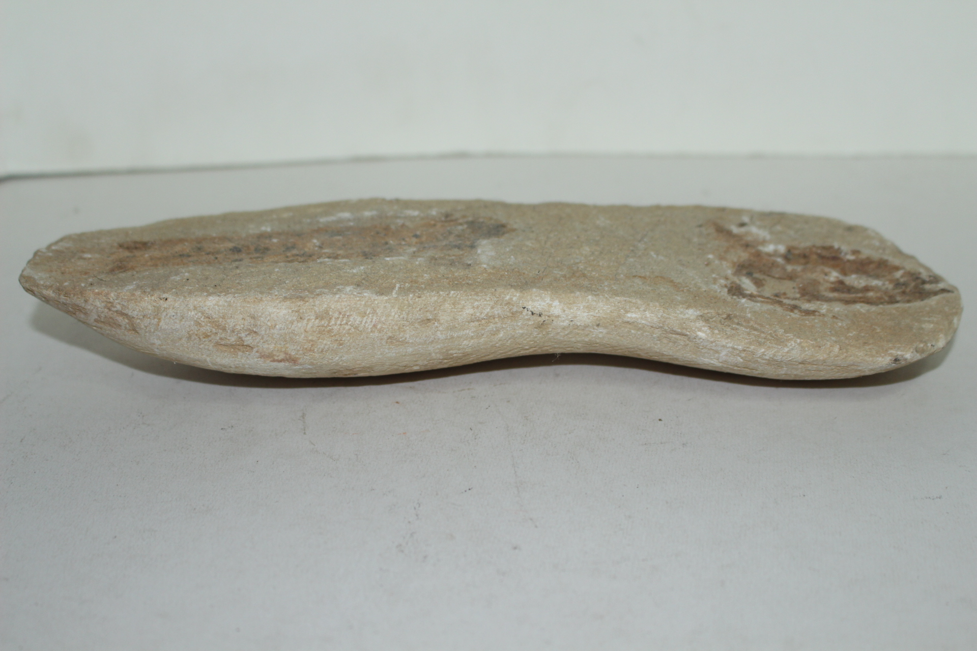 신생대전후 시기의 물고기 화석