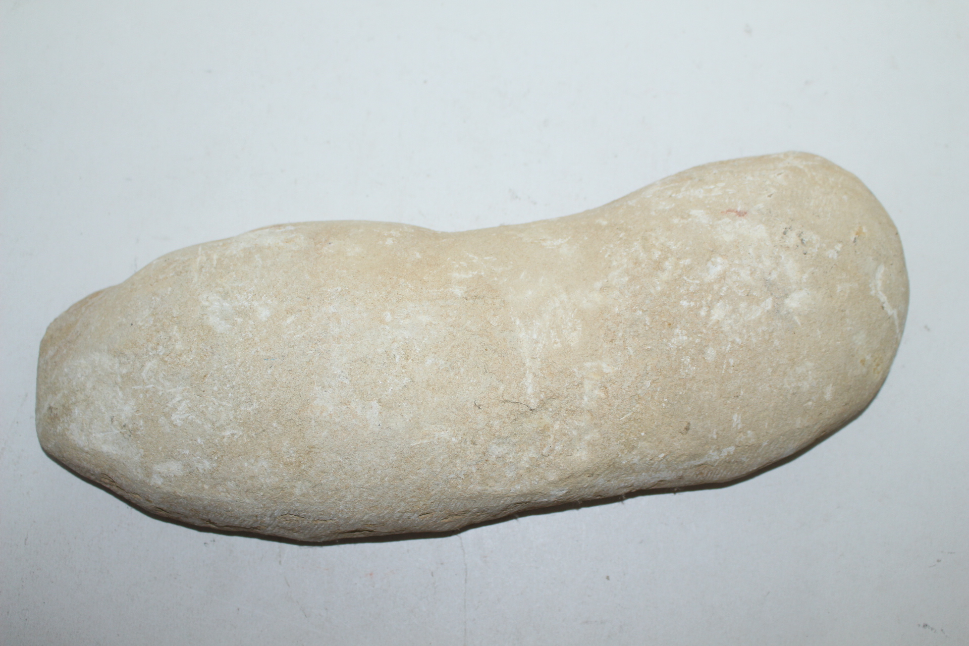 신생대전후 시기의 물고기 화석