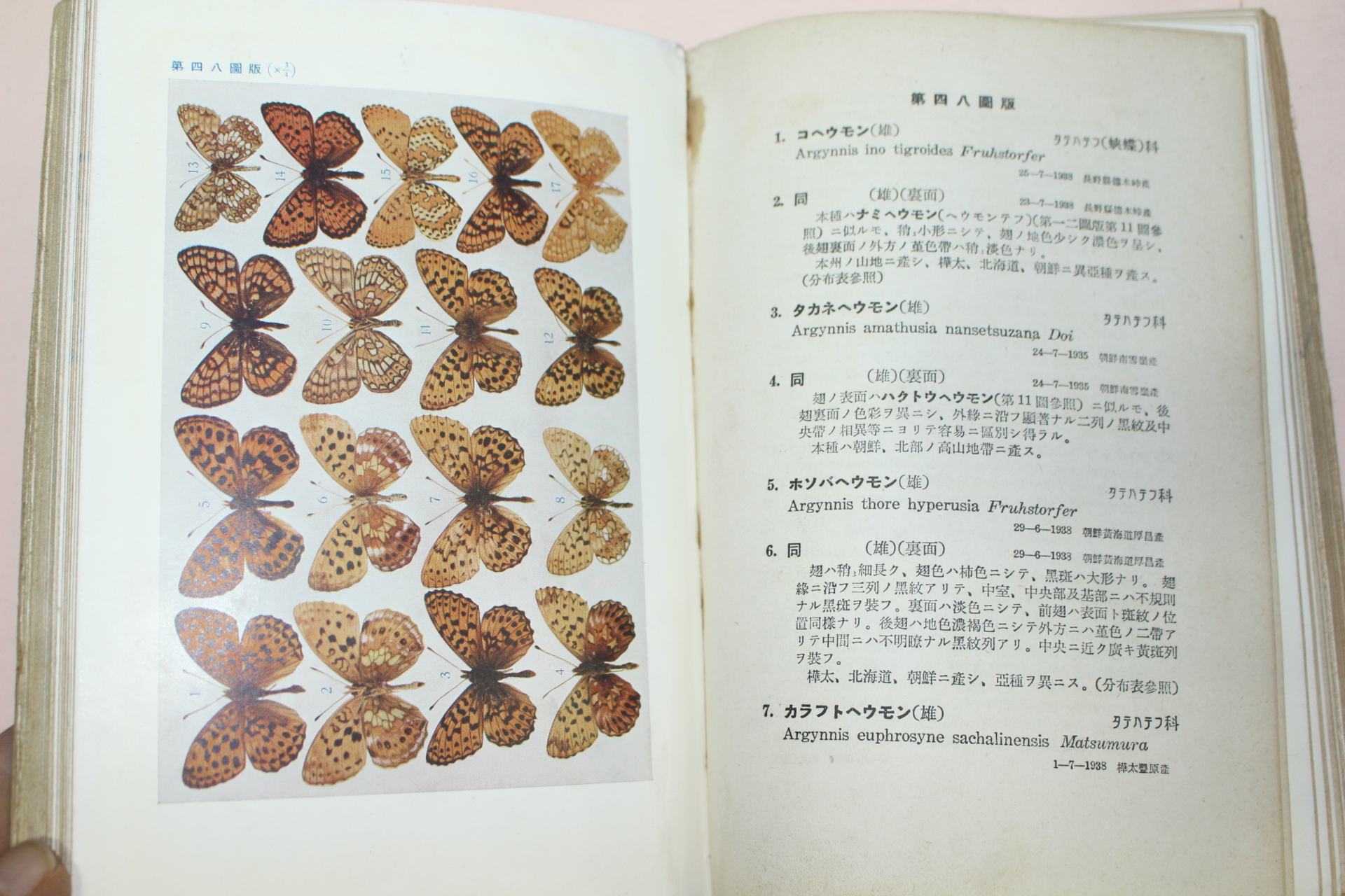 1939년(소화14년) 일본간행 원색 접류도보(나비)