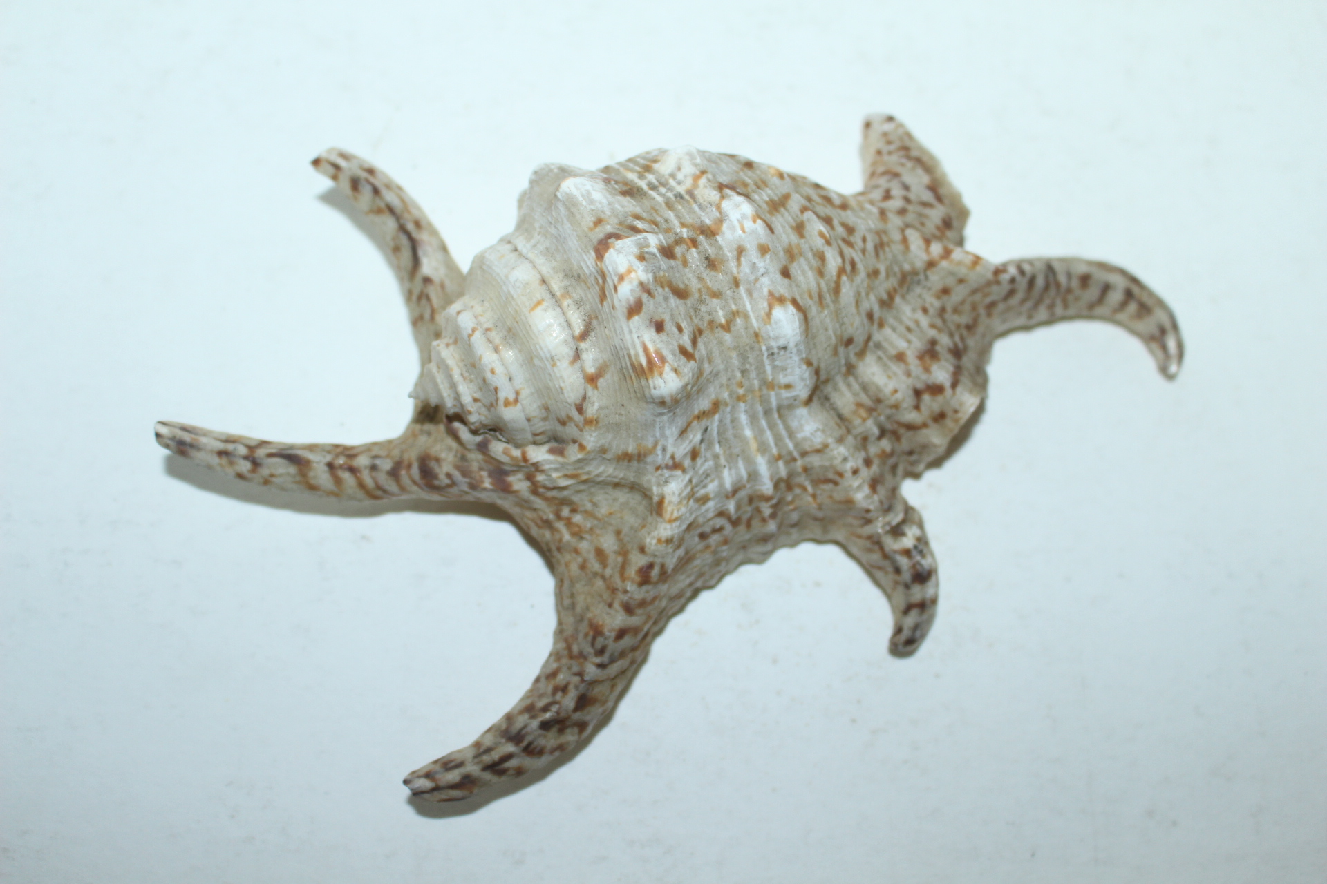 악귀를 쫒는 부적용 별모양 조개