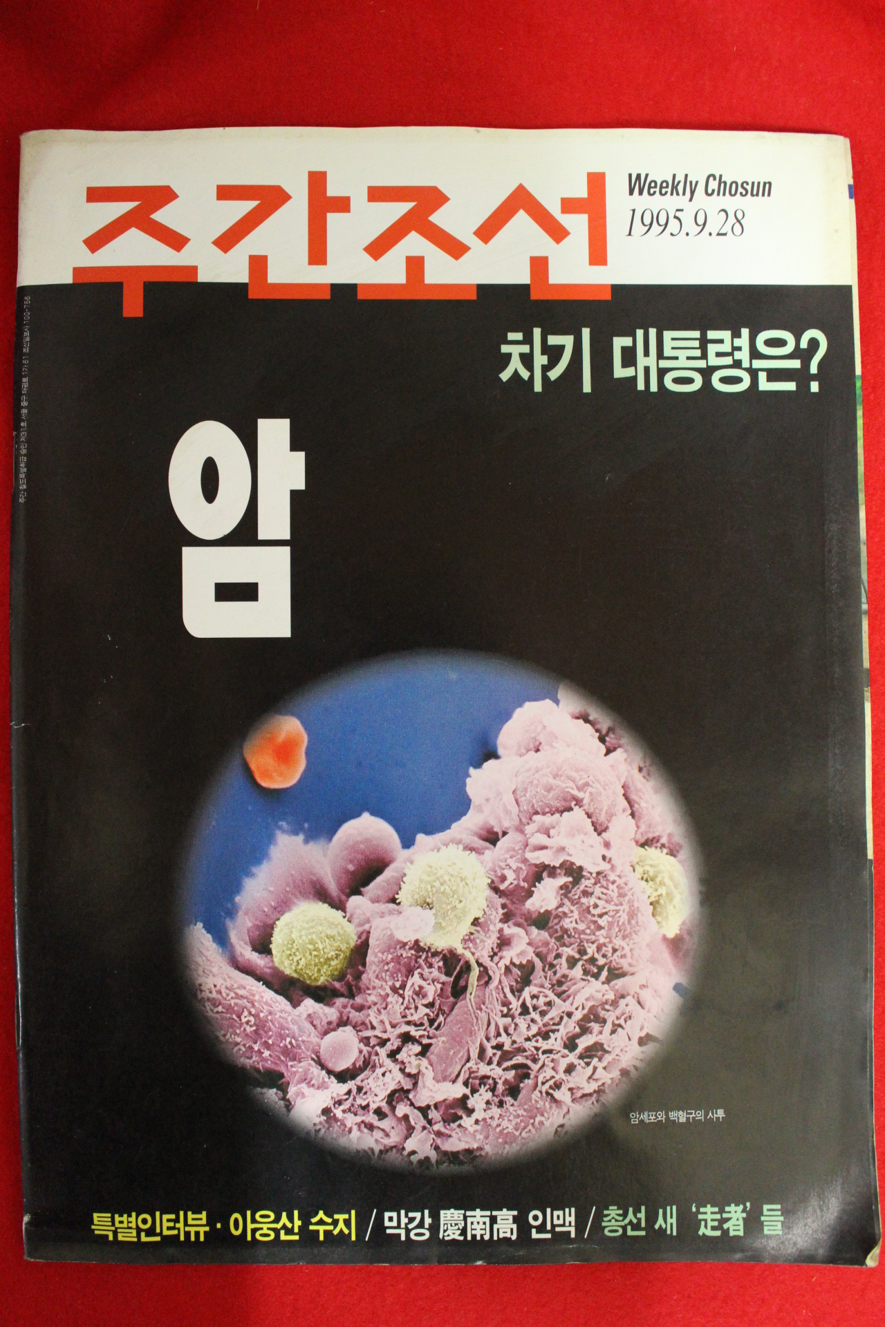 1995년 주간조선 9월28일자