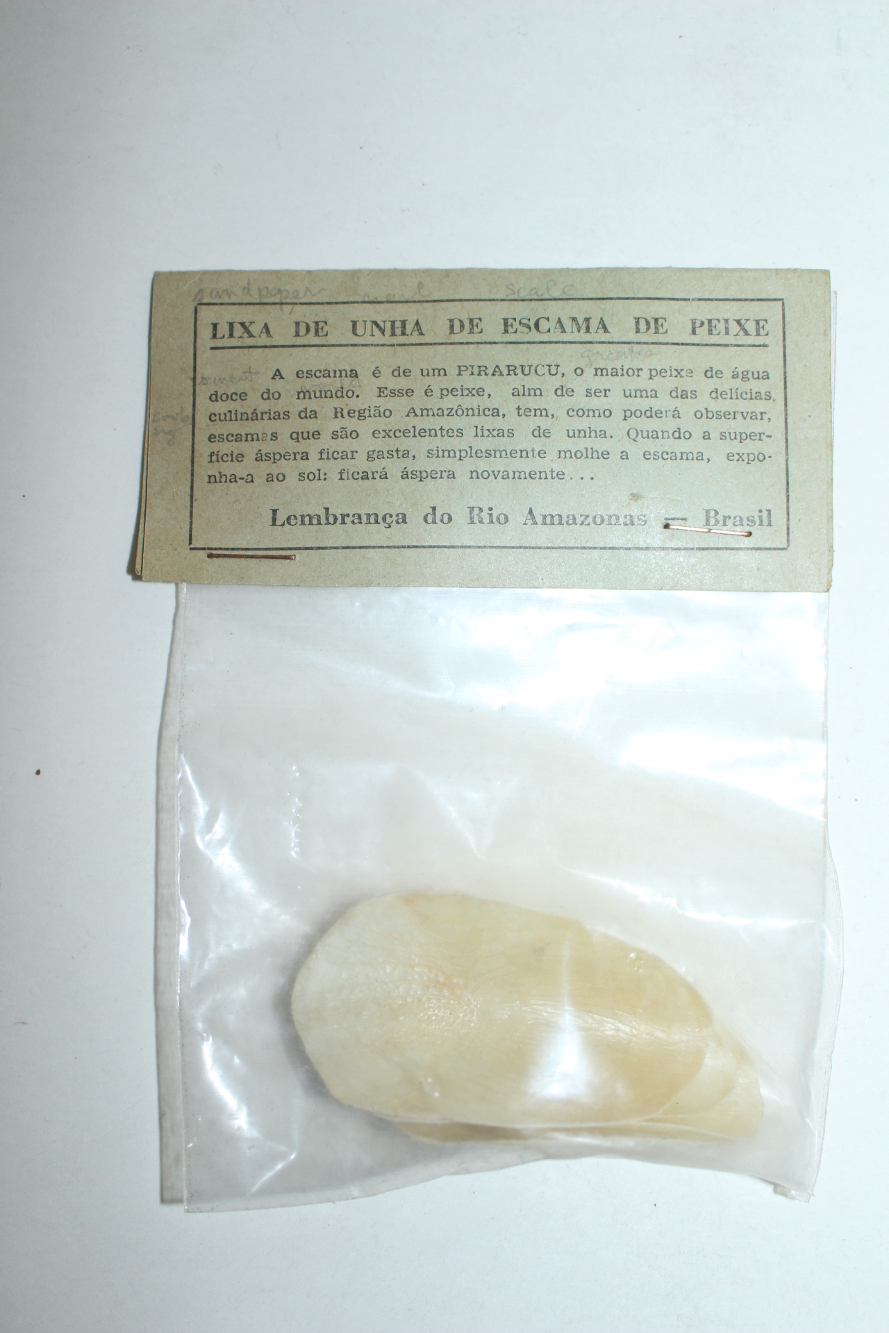 브라질산 세계최대민물고기 피라루쿠 비늘 4점