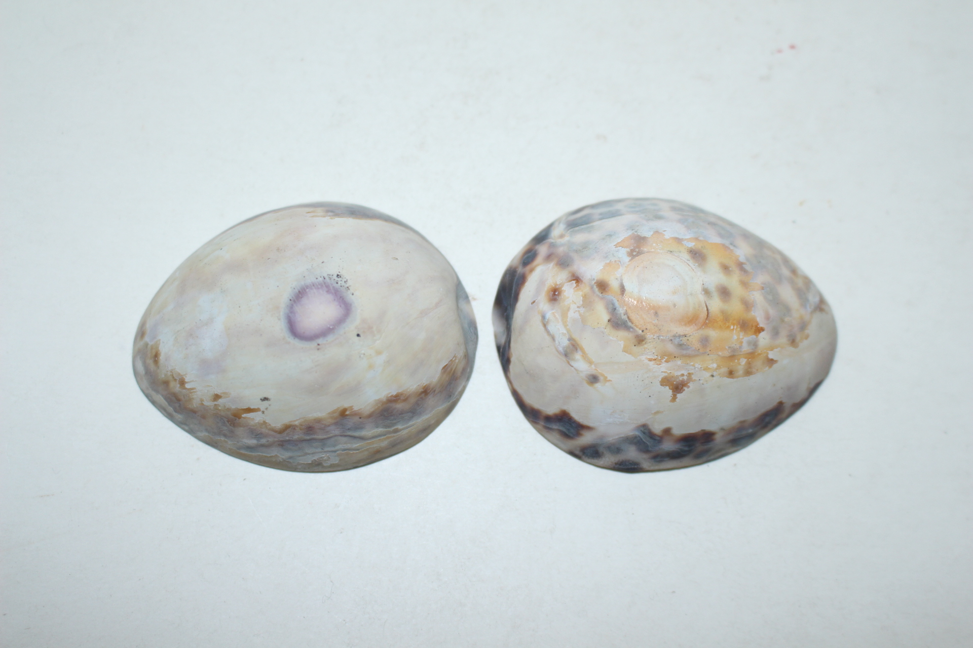 조개껍질에 그림이 있는 잔 2점