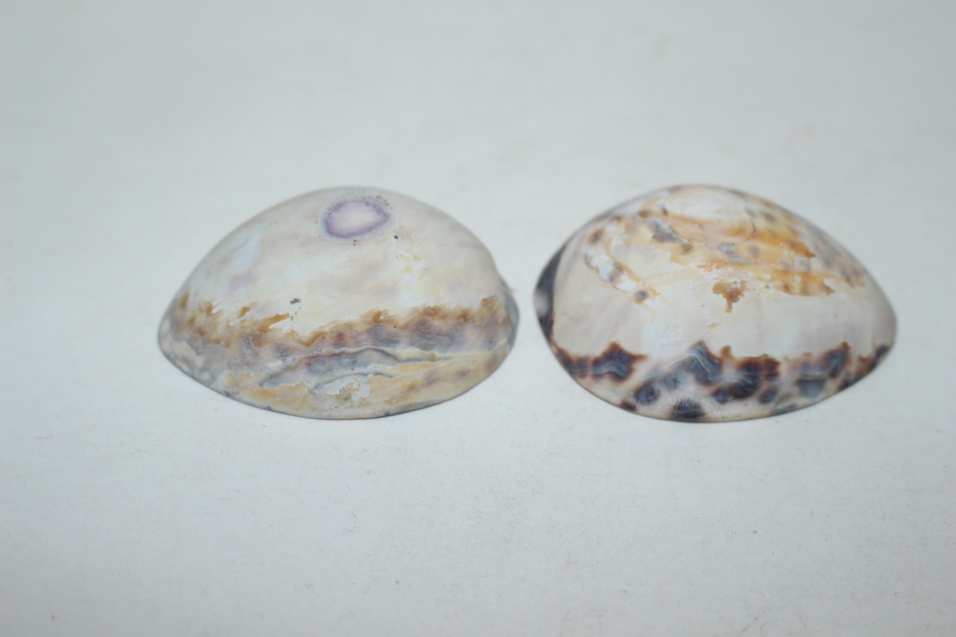 조개껍질에 그림이 있는 잔 2점