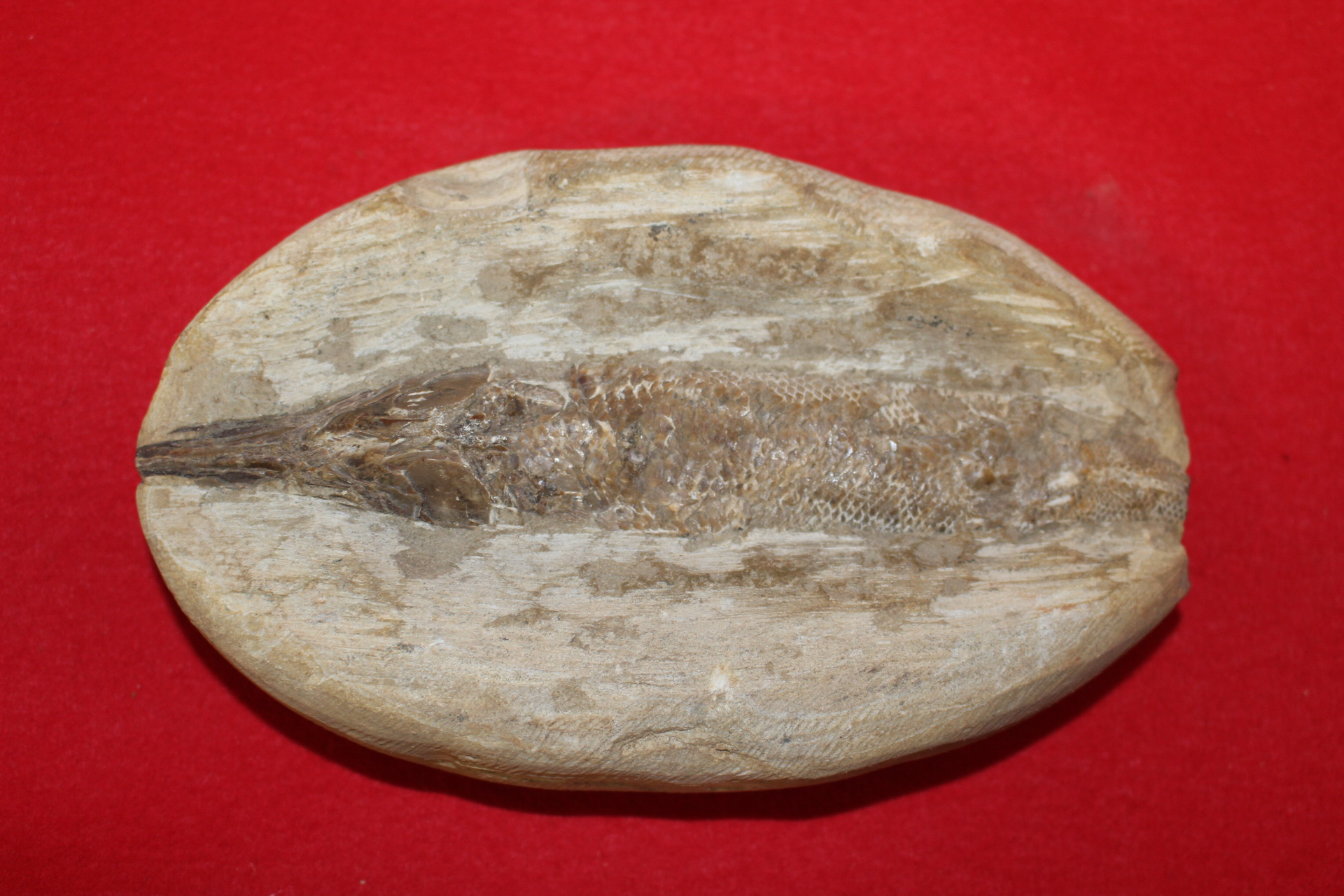 고생대,신생대전후의 물고기 화석