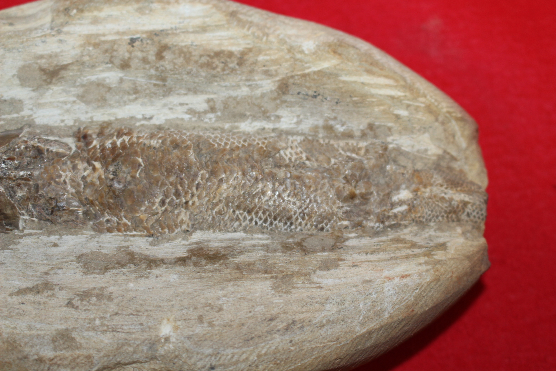 고생대,신생대전후의 물고기 화석