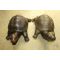 대형크기의 청동으로된 거북이 1쌍