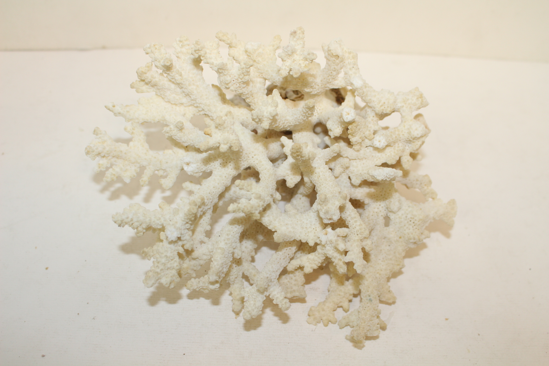 특이한 모양의 자연 산호